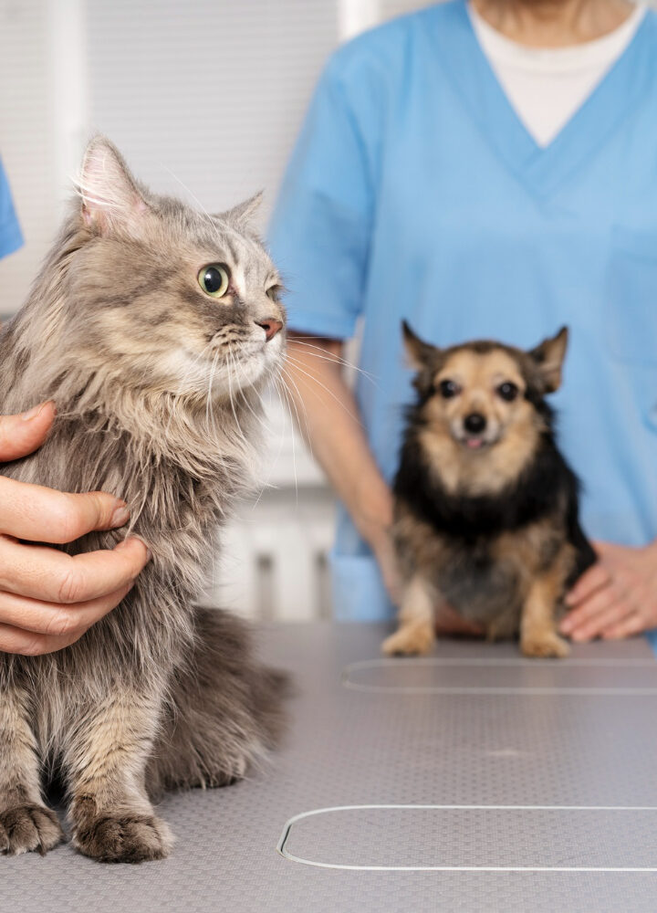 Cuida de tu mascota con COYSalud
