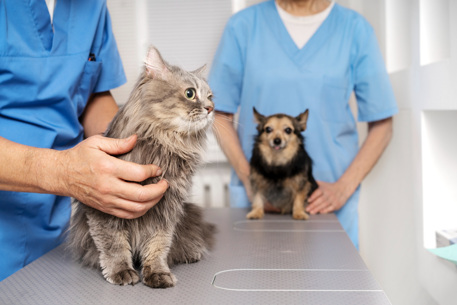 Cuida de tu mascota con COYSalud