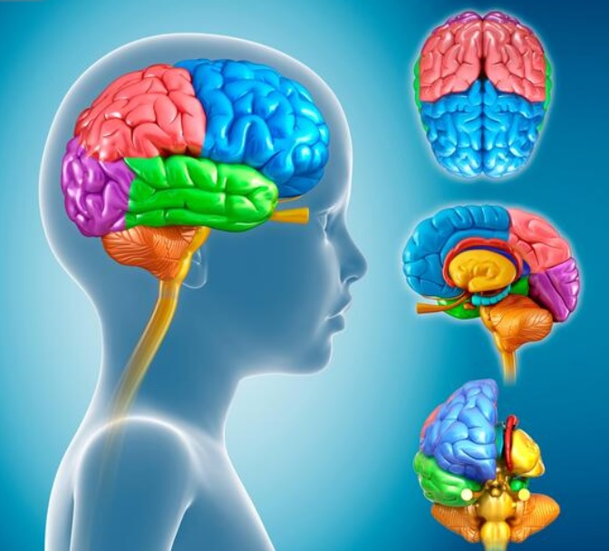 Neuropsicología y las capacidades cognitivas